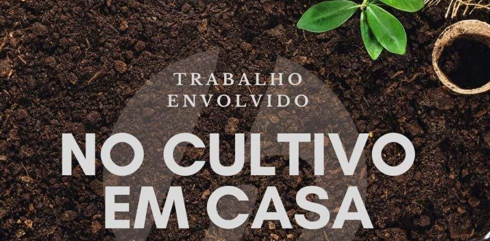 trabalho em volvido no cultivo indoor